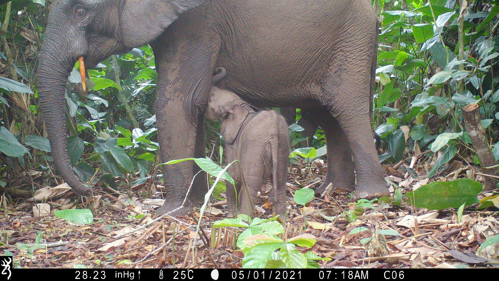 Gabón y Congo Basin 1