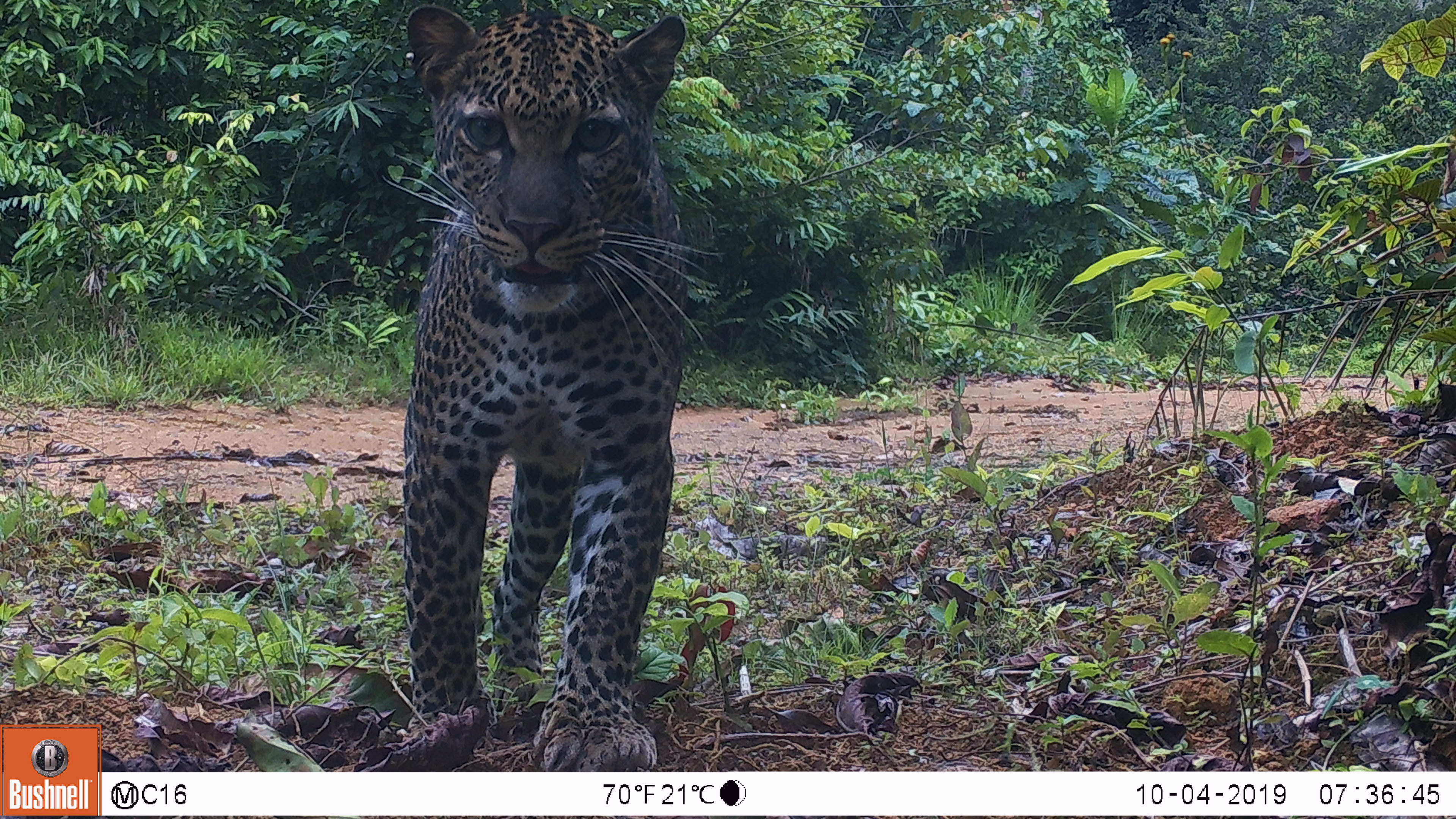 Gabón y Congo Basin 3