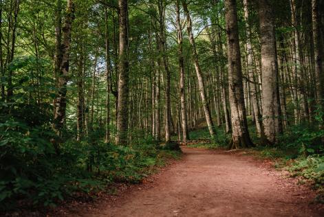forest