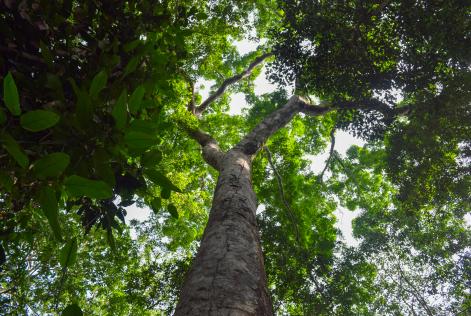 Bosque