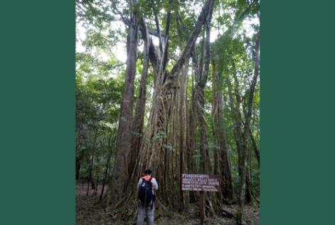 Ejido Caoba