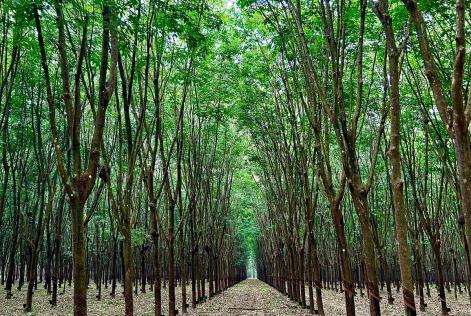 Bosque Caucho