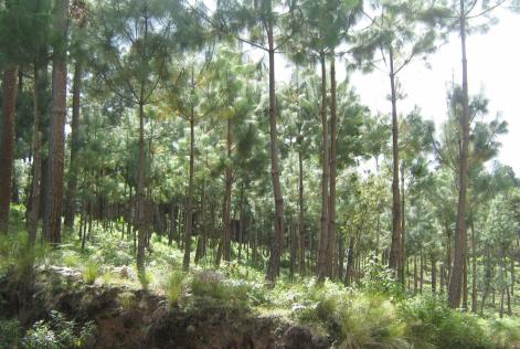 Conservación de los bosques
