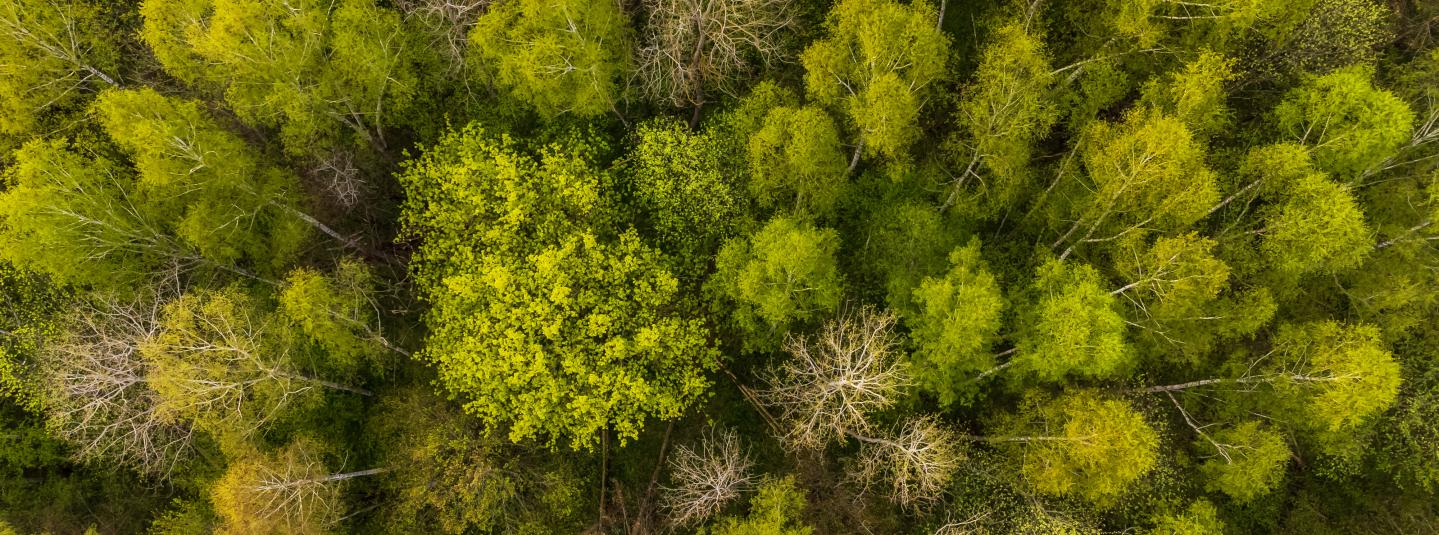 Futuros de los Bosques