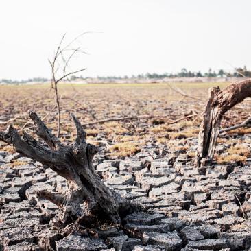 Cambio Climático - bosques